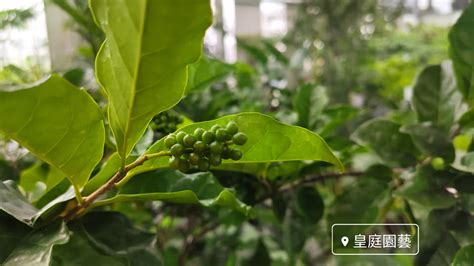 枯里珍果實可以吃嗎|海水格格旅遊玩耍到處趴趴造: 枯里珍